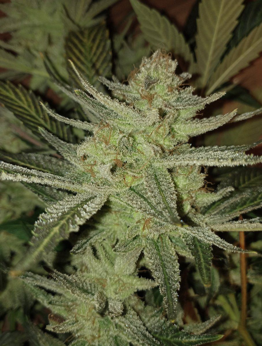 Oreozpongobud