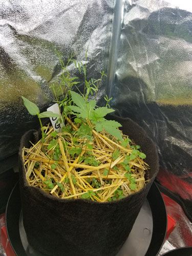 Organic grow 3