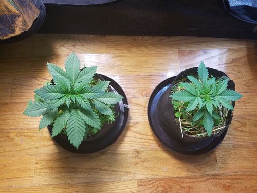 Organic grow 4