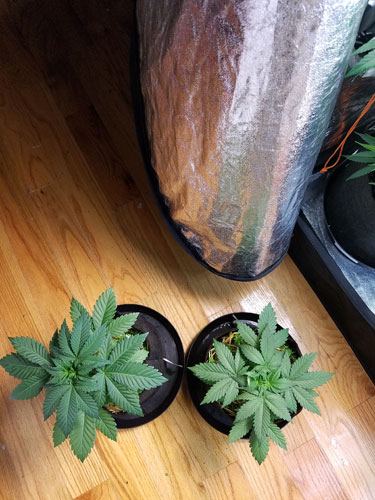 Organic grow 5
