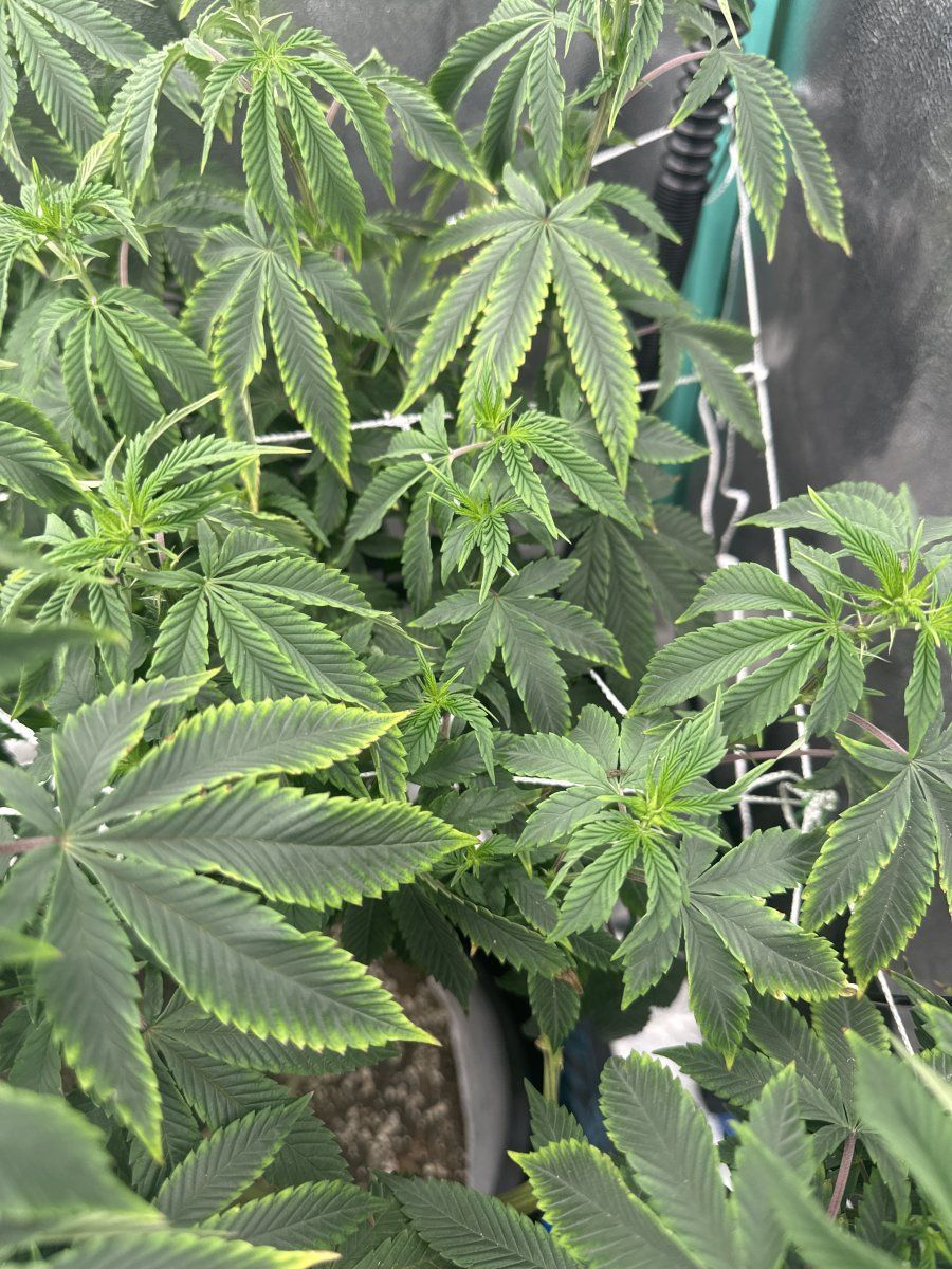 Organic grow could this be potassium deficiency 2