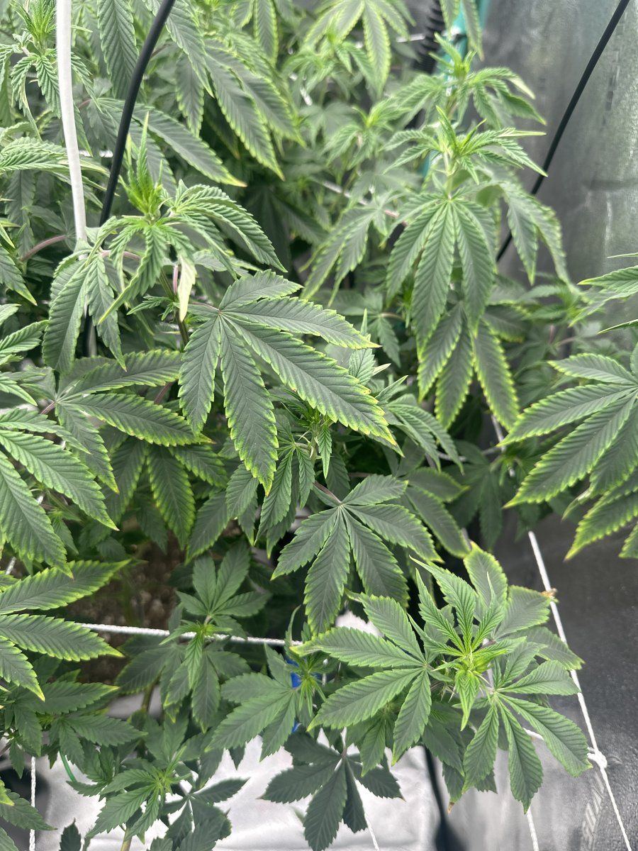 Organic grow could this be potassium deficiency