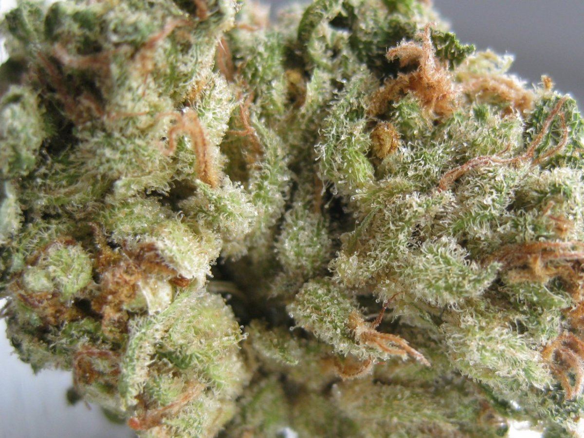 Organic Panama Red 2