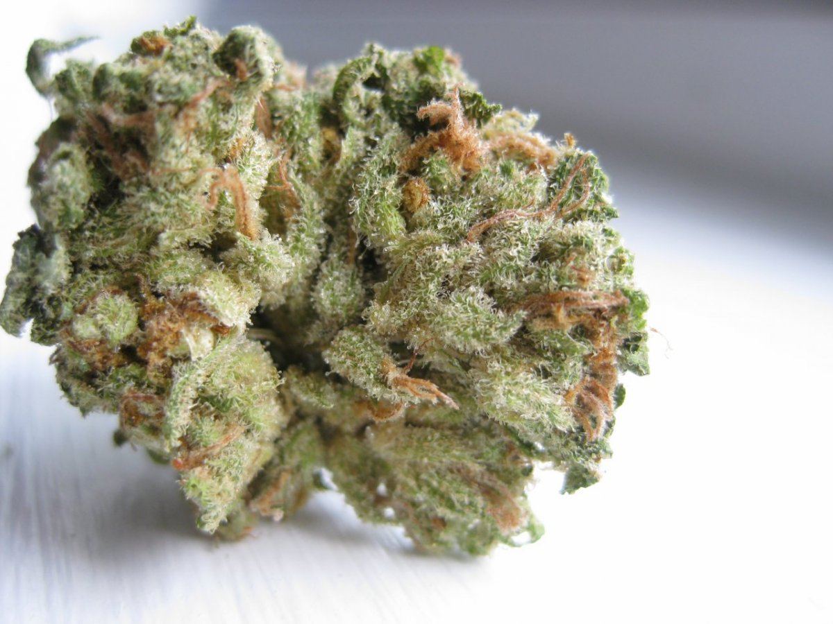 Organic Panama Red