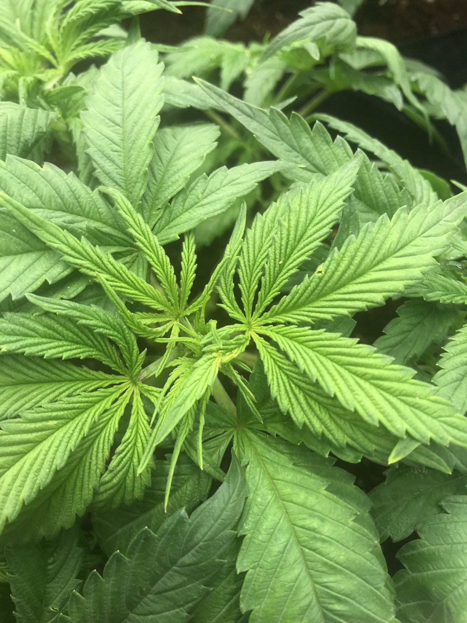 Organic ph   unique grow w some issues 3