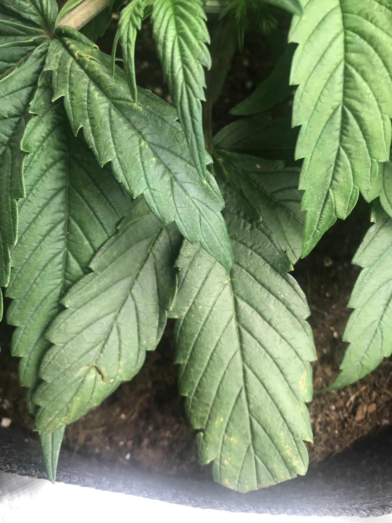 Organic ph   unique grow w some issues 5