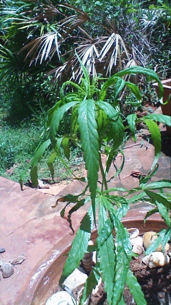 Organic weeds growing with neem oil 4