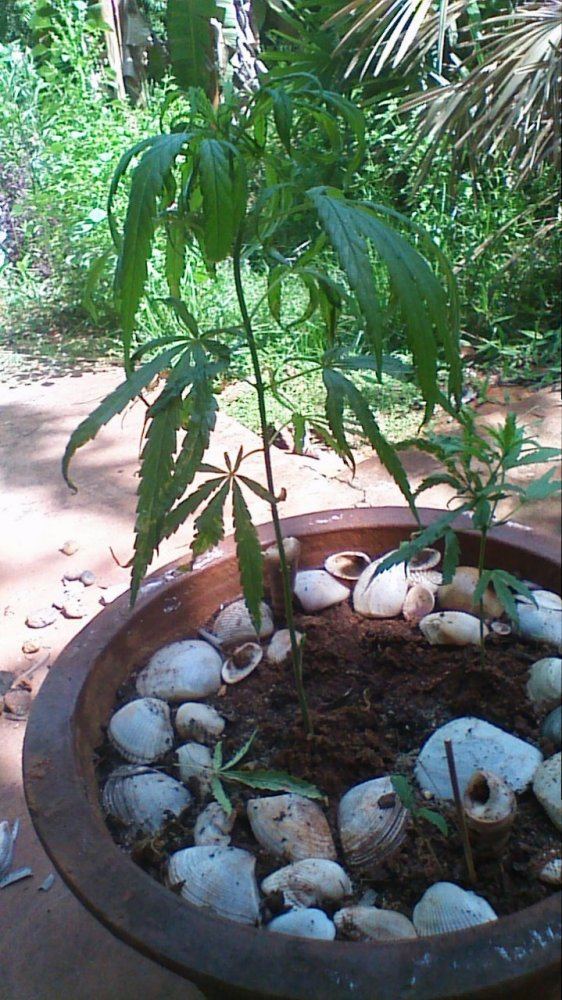 Organic weeds growing with neem oil