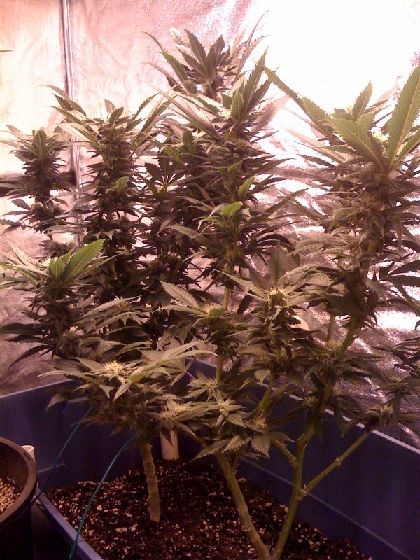 Organix