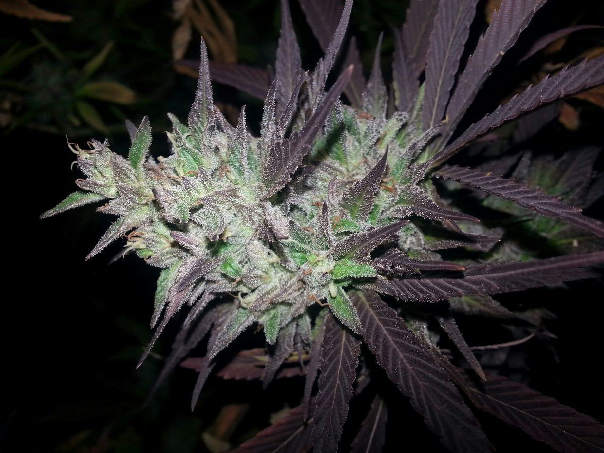 Original sour diesel clone 2