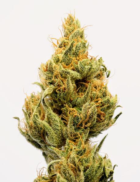 Original Haze grande
