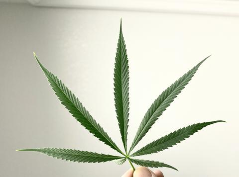 Original Haze Leaf 2 large