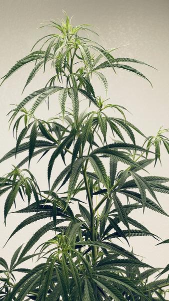 Original Haze Plant grande