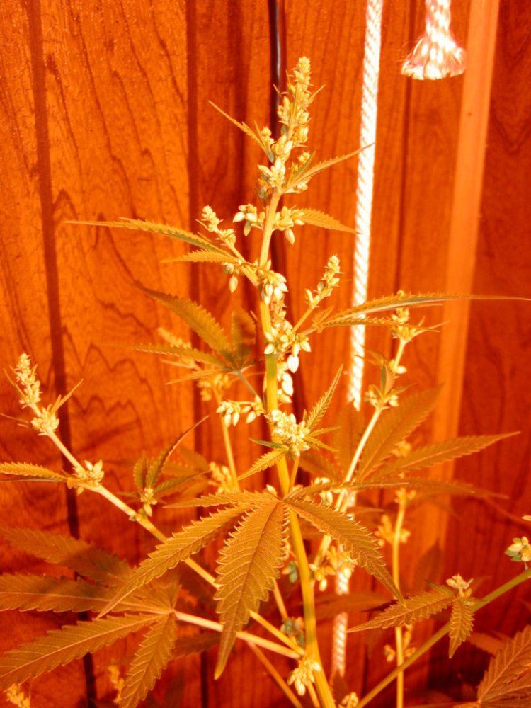 Ort4 bourbon clone2