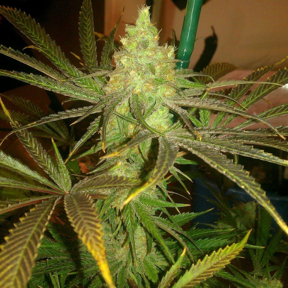 Ortega x super skunkdeep chunk 10