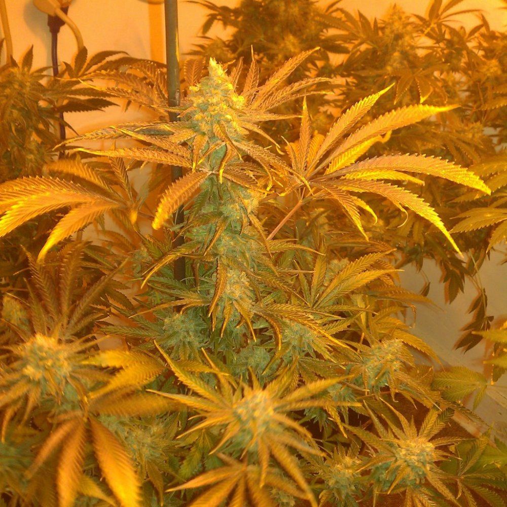 Ortega x super skunkdeep chunk 3