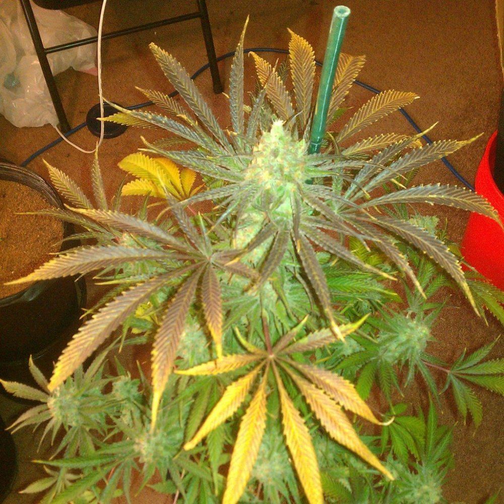 Ortega x super skunkdeep chunk 4