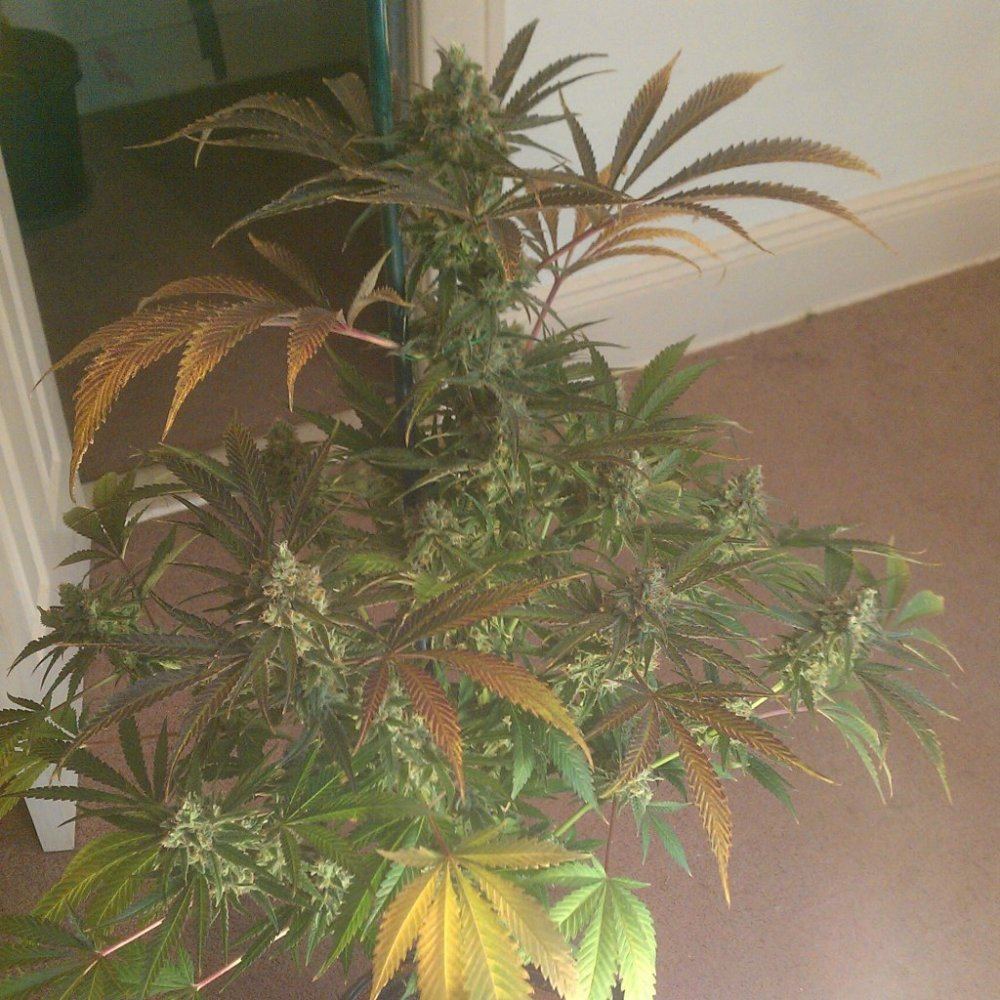 Ortega x super skunkdeep chunk 5