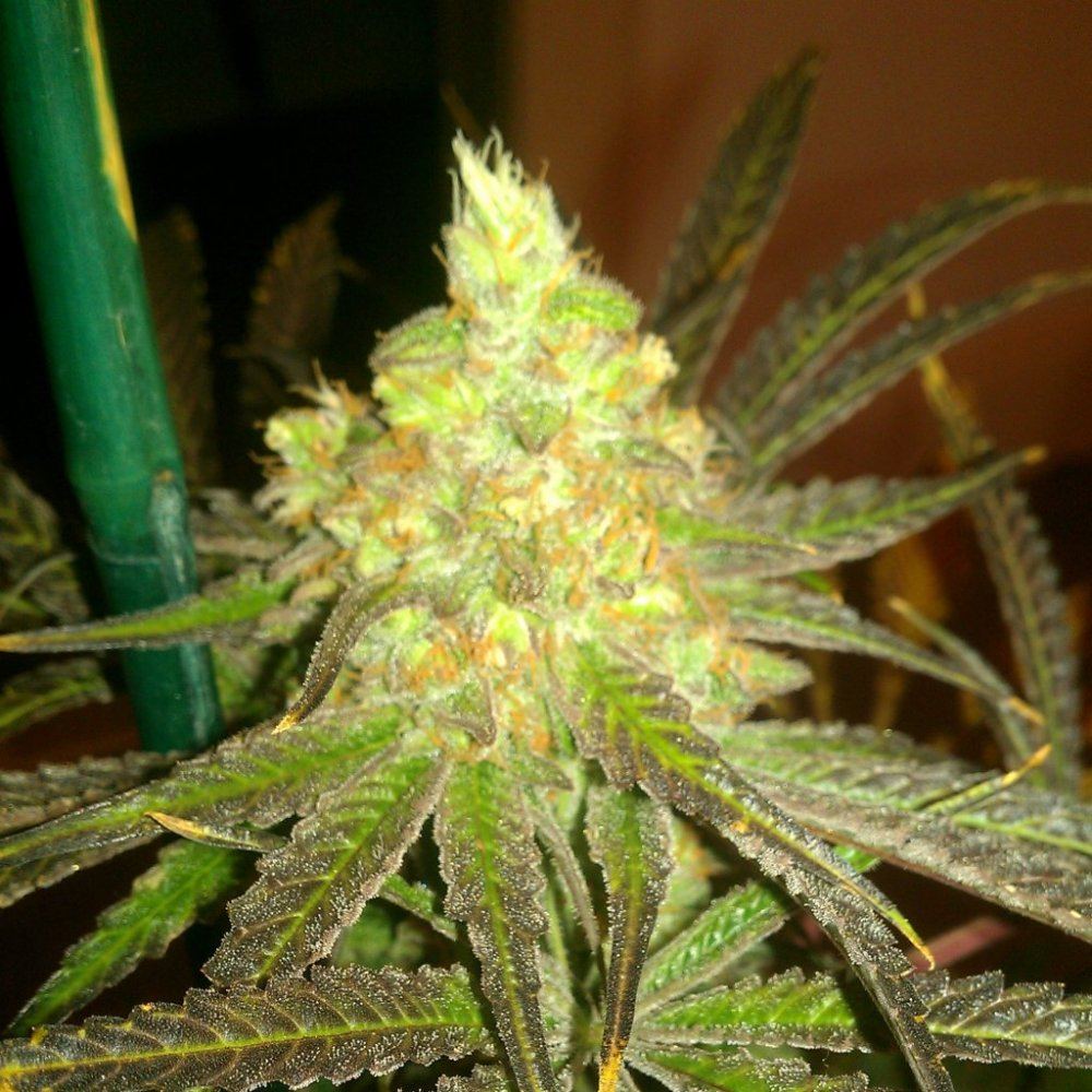 Ortega x super skunkdeep chunk 6