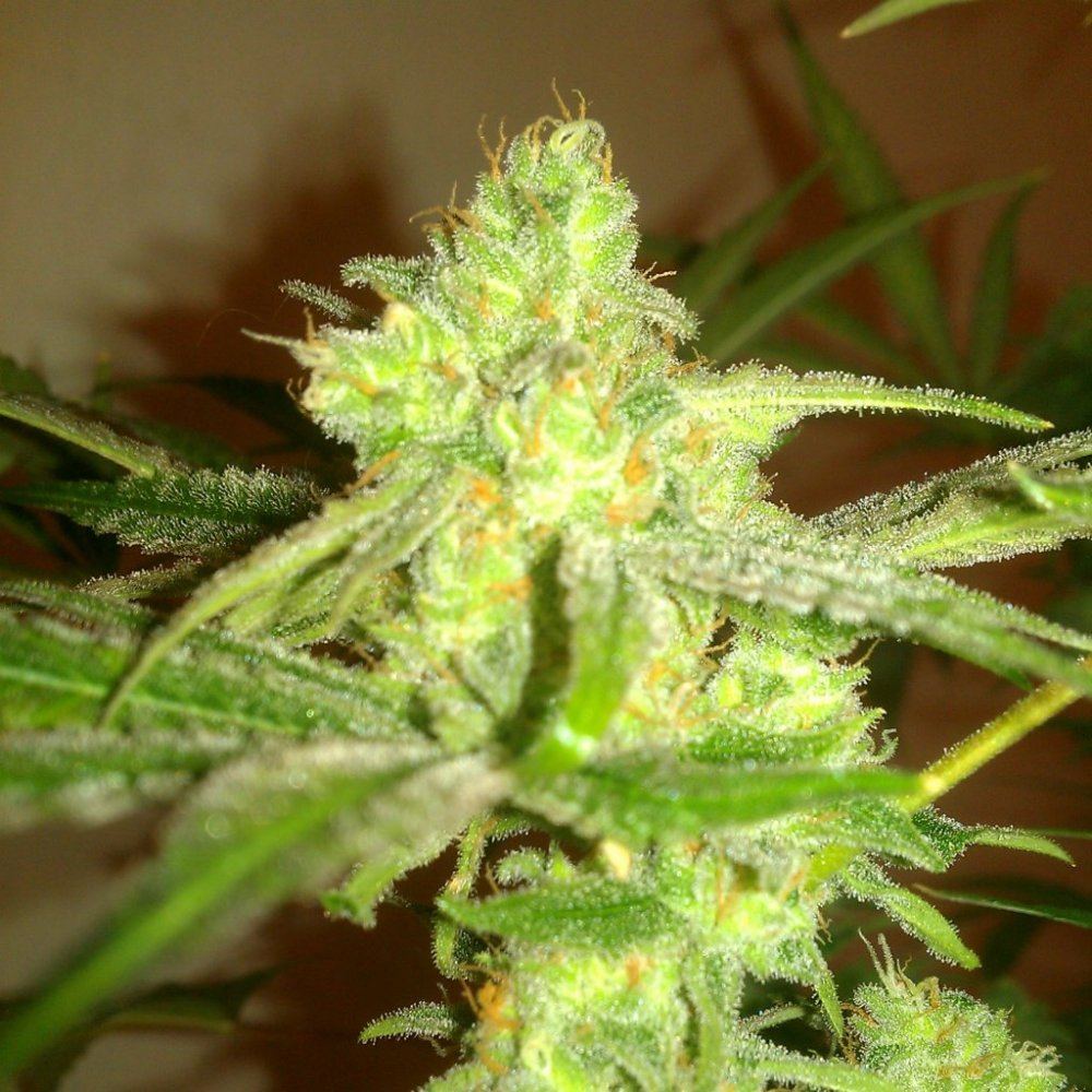 Ortega x super skunkdeep chunk 7