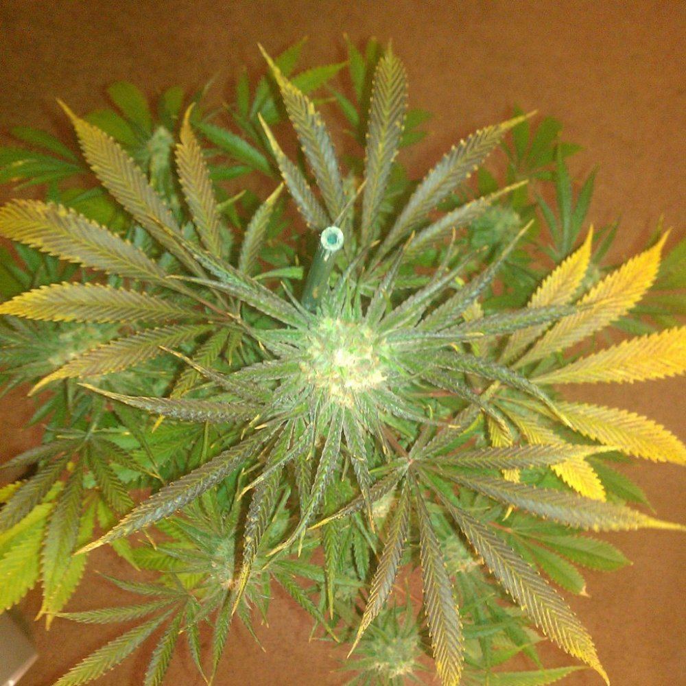Ortega x super skunkdeep chunk 8