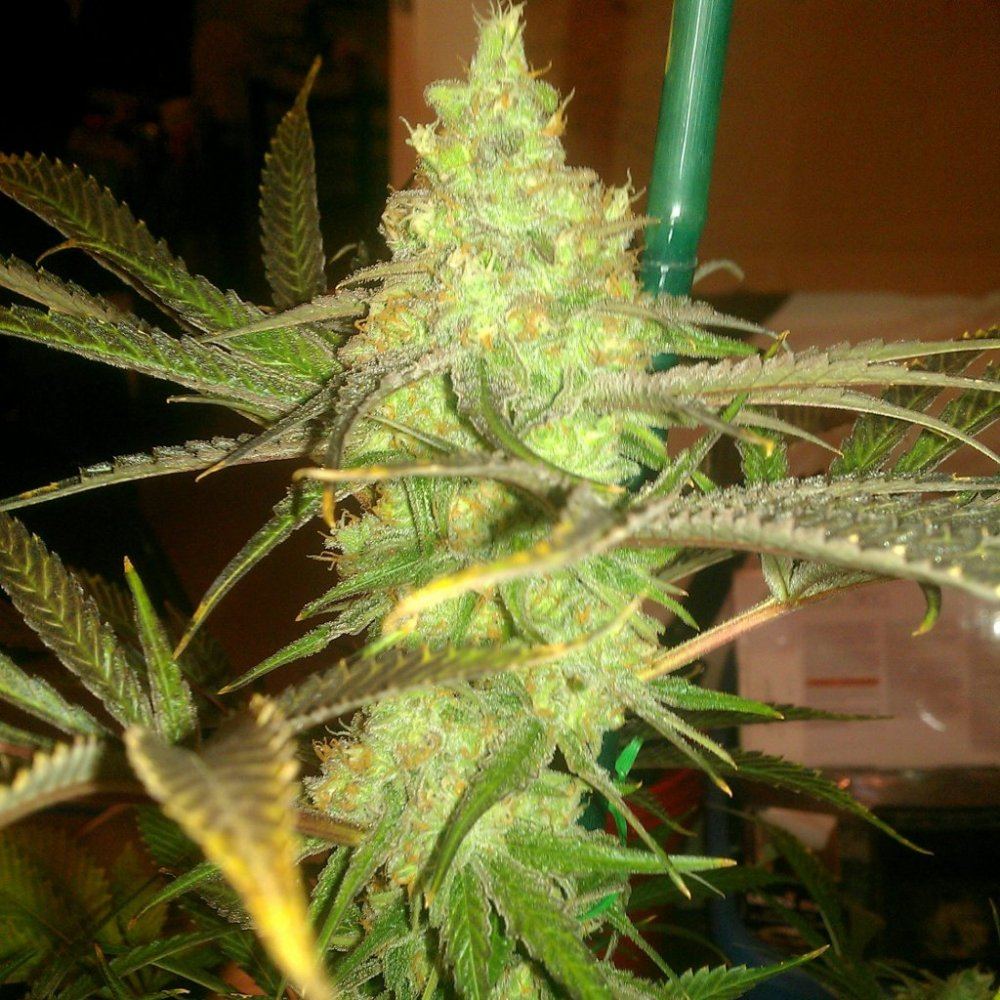 Ortega x super skunkdeep chunk 9