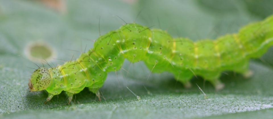 Oruga destacada 960x420