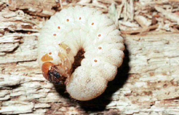 Osmoderma larva