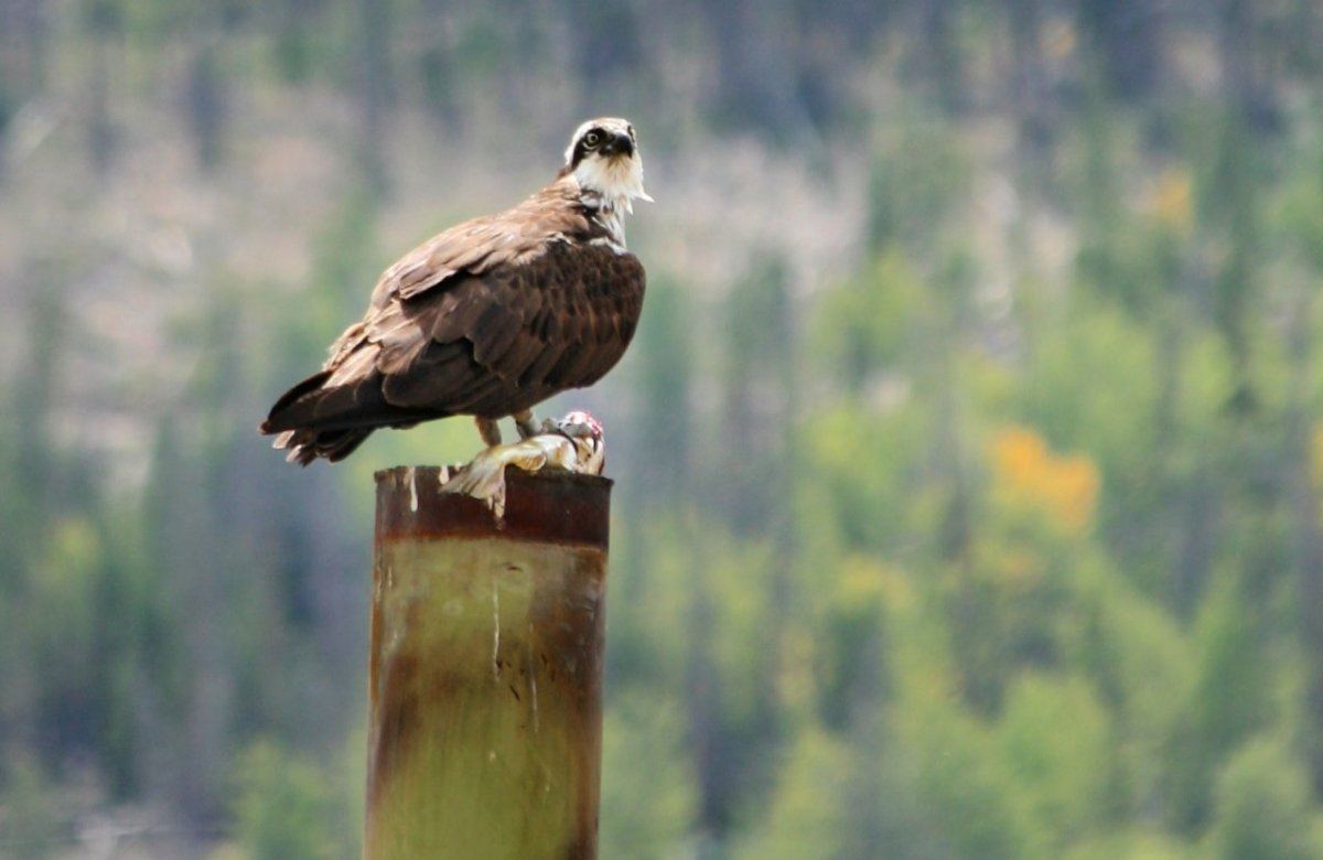 Osprey 2