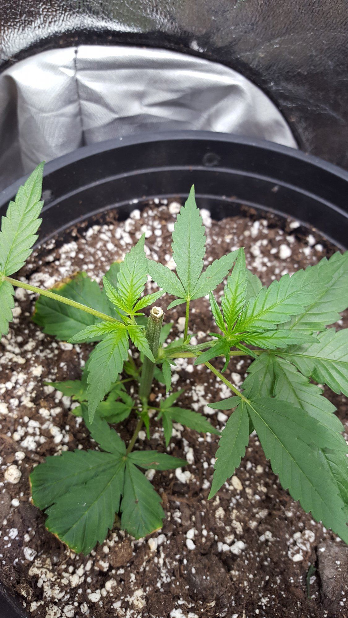 Oss1veg