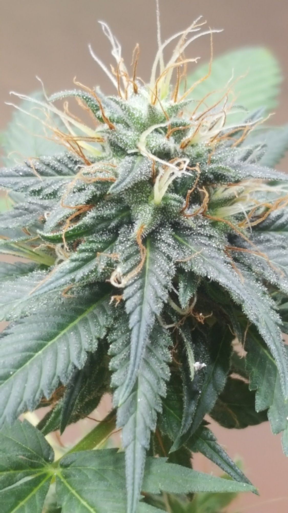 Oss2c