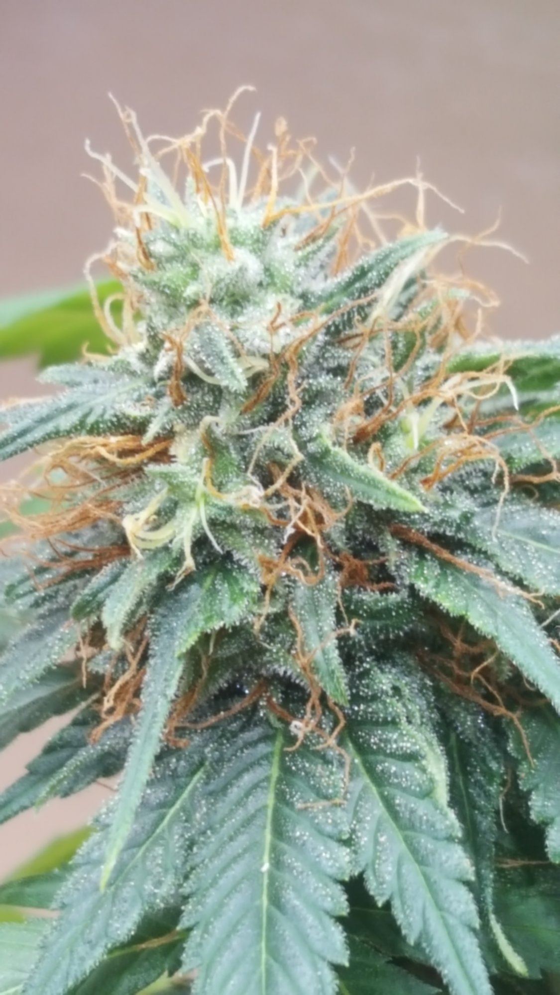 Oss2c