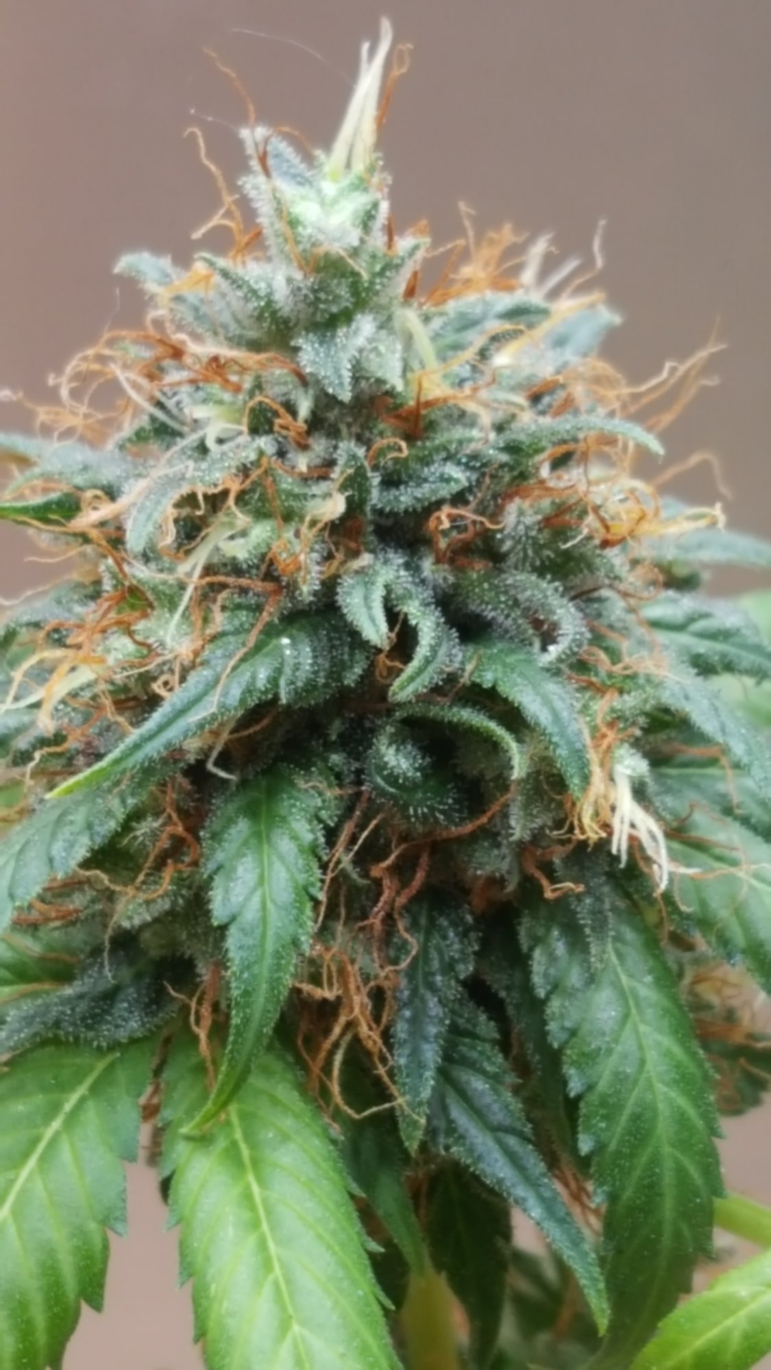 Oss2c