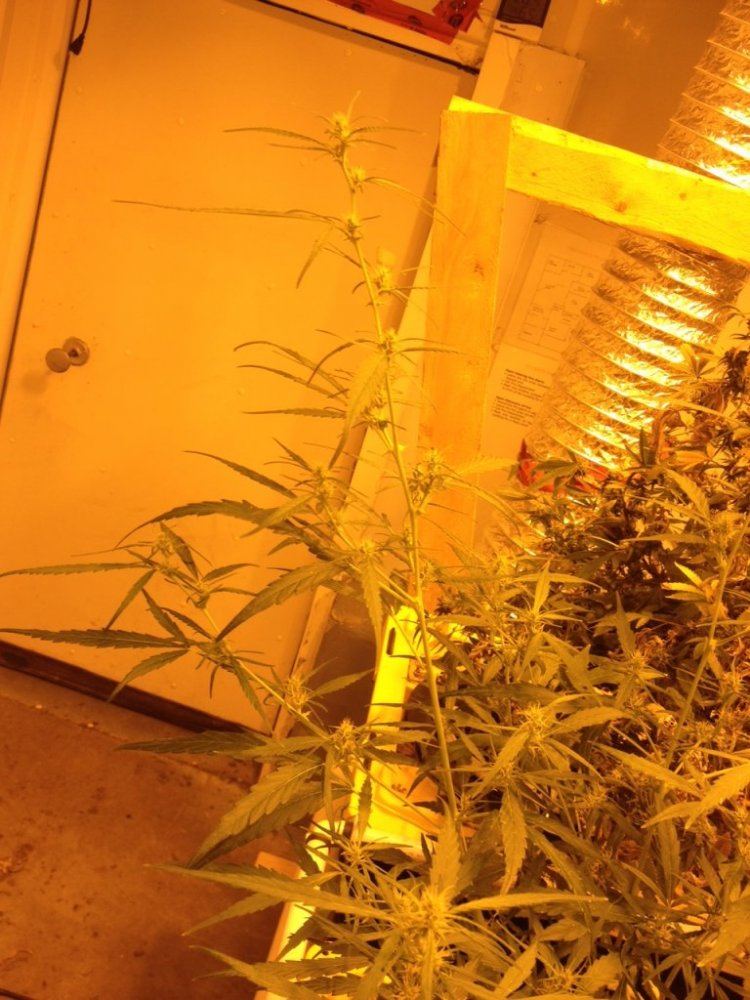 Ot1 haze x c99