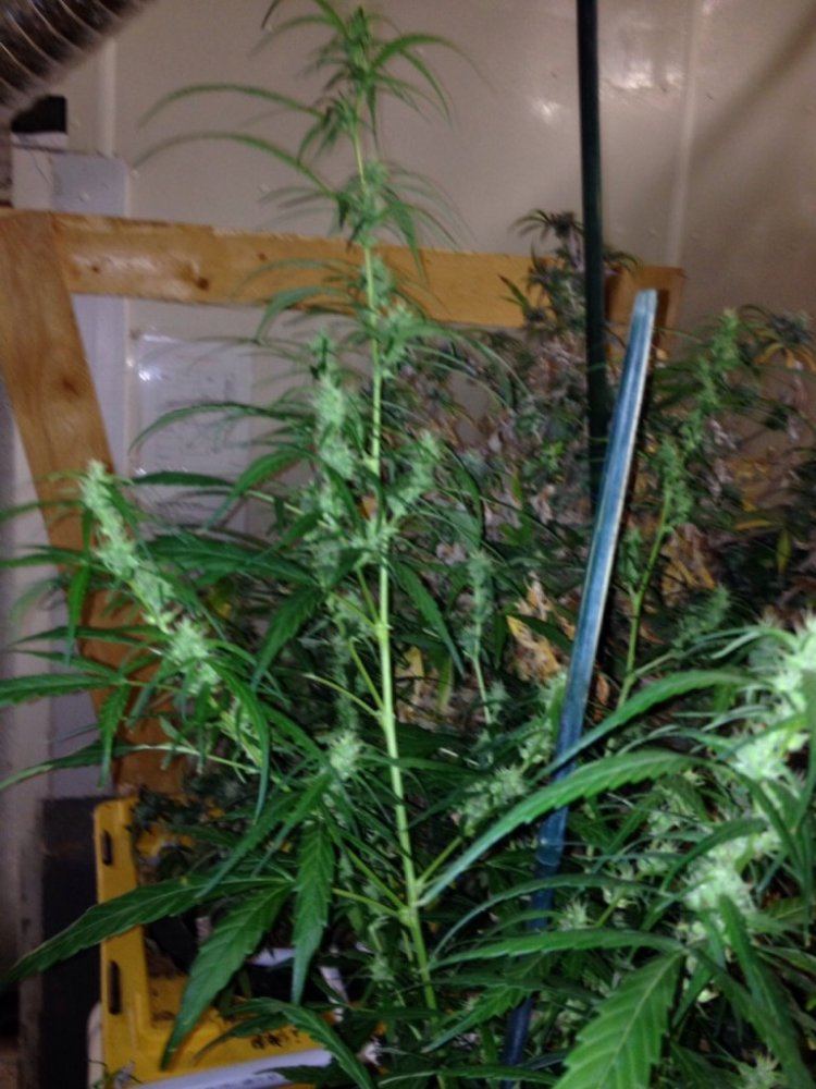 Ot1 haze xc99