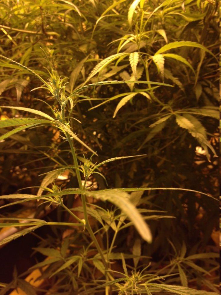 Ot1haze xc99