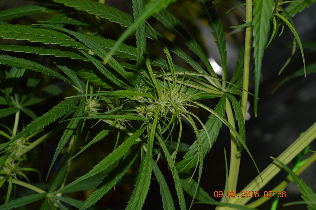 OT flower