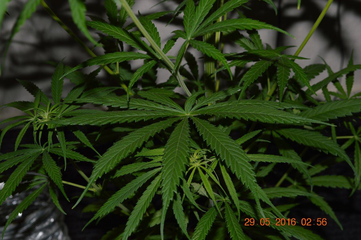 OTgreen