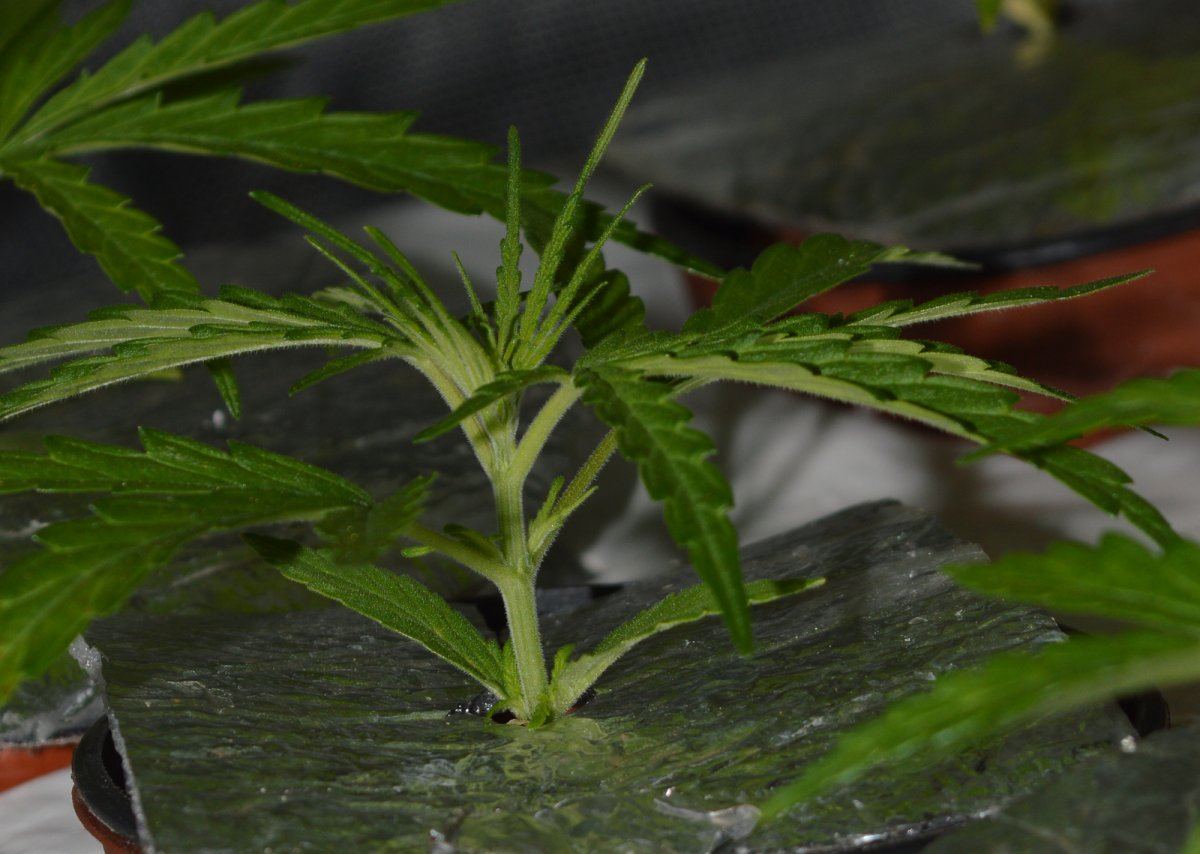 Othazeseedling