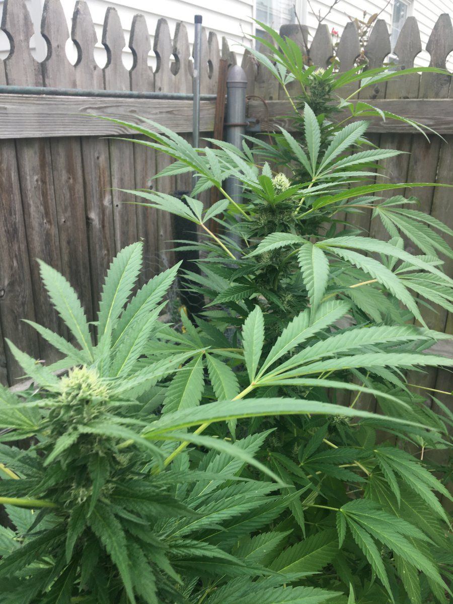 Other plants pollen affecting buds 2
