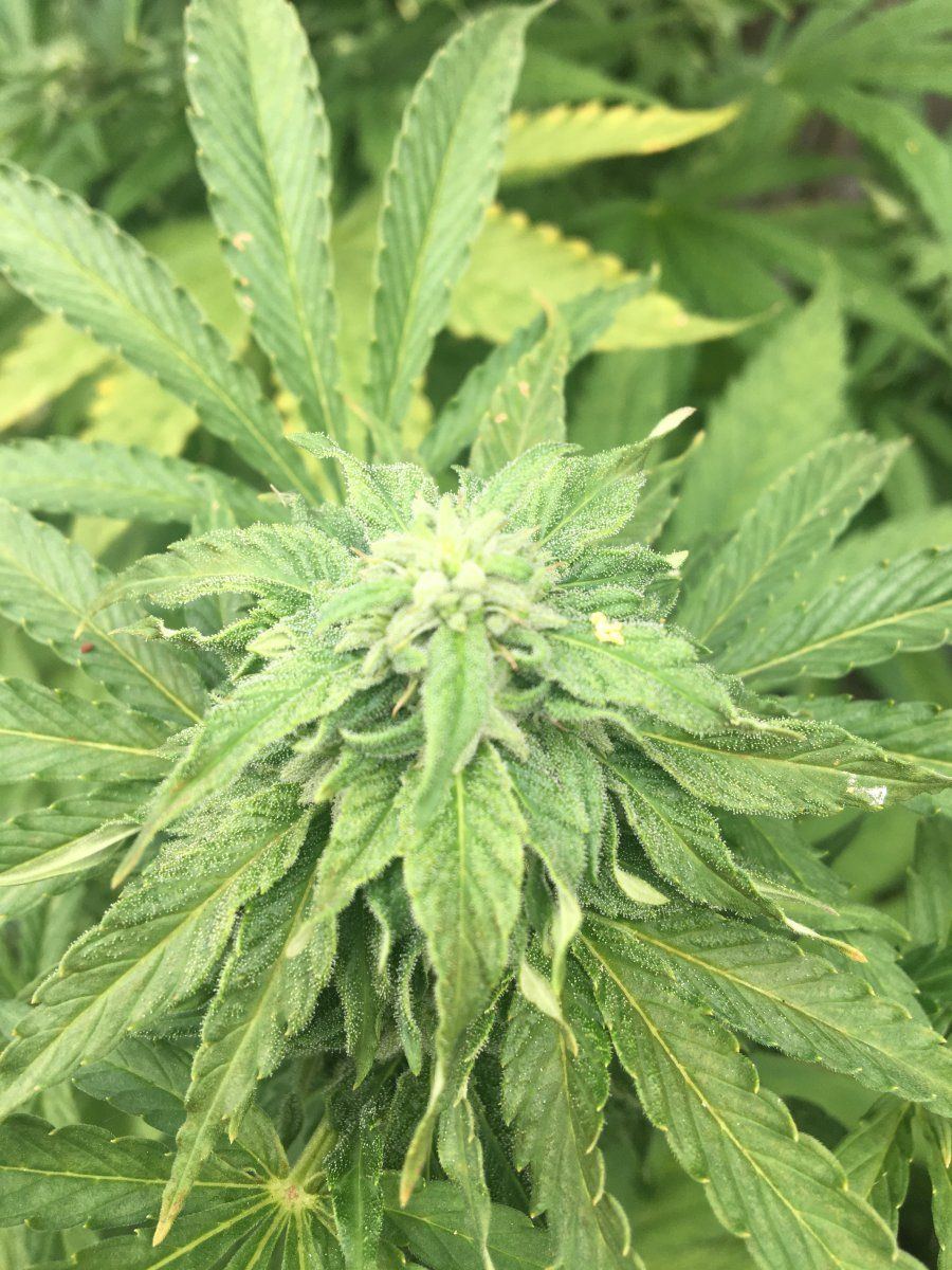 Other plants pollen affecting buds 3
