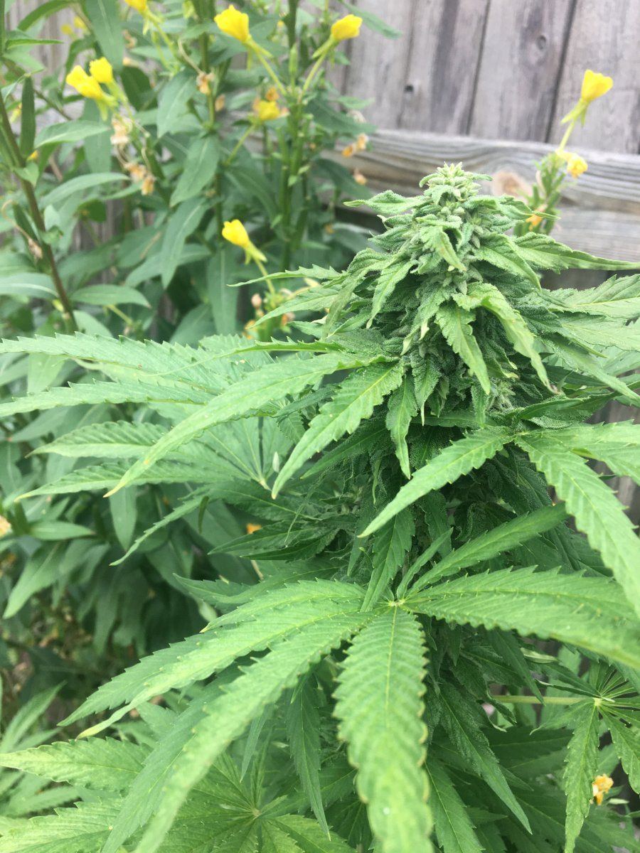 Other plants pollen affecting buds