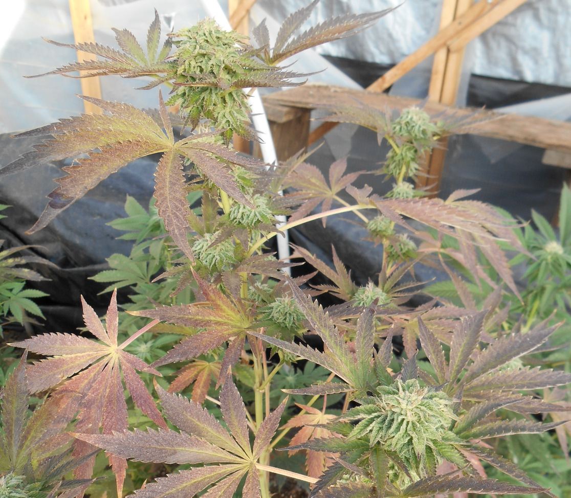 Otherewookieplant
