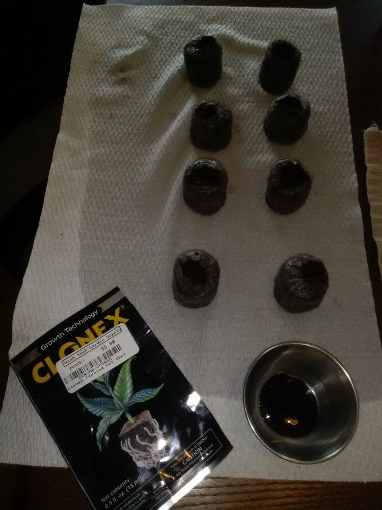 Our 2nd time cloning w my step by step photos  lithium og kush   june 25 cut day 5