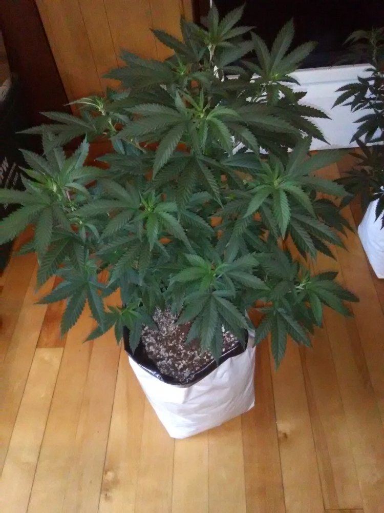 Our 2nd time cloning w my step by step photos  lithium og kush   june 25 cut day