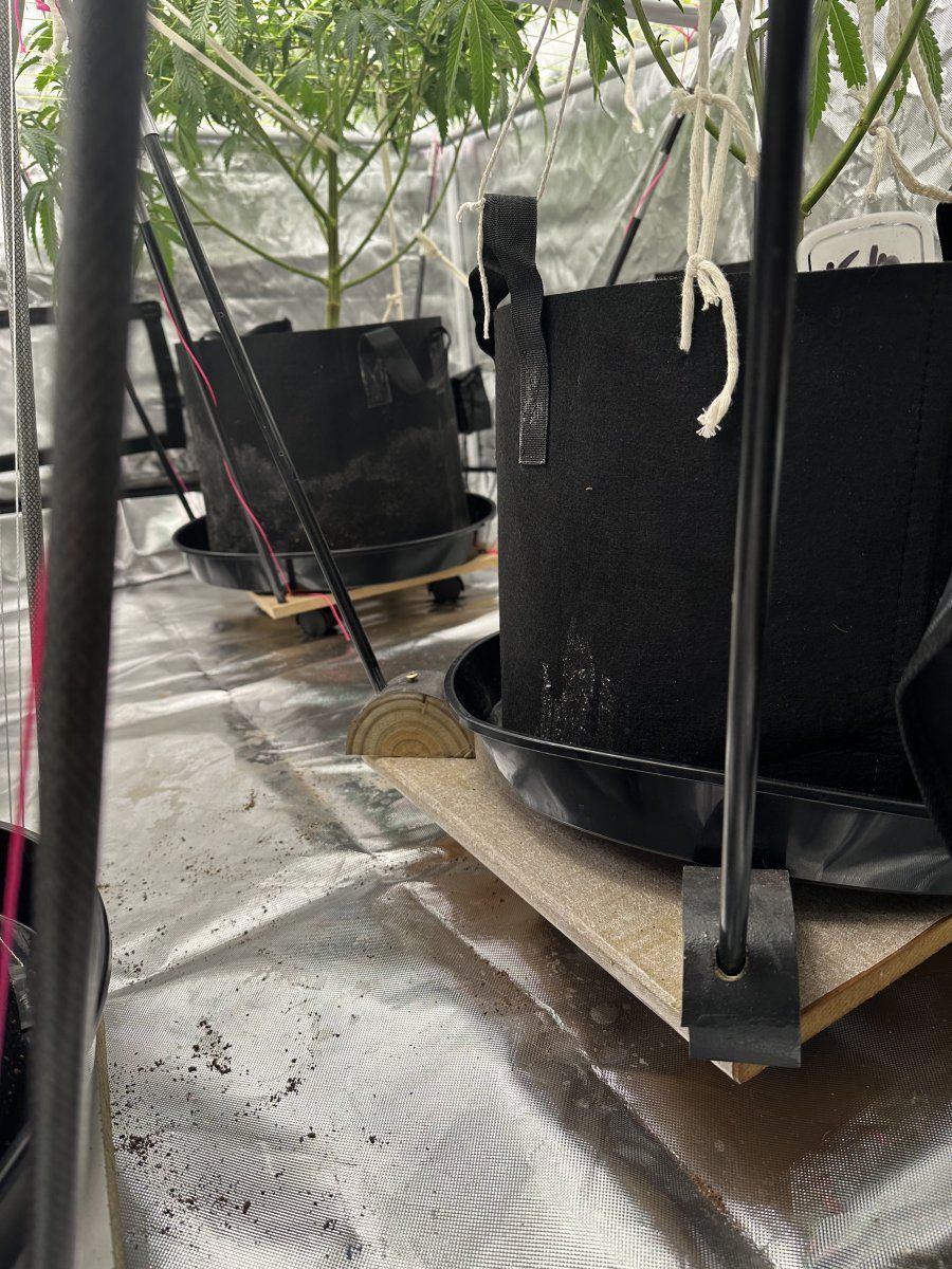 Our answer to a mobile scrog trolley 2