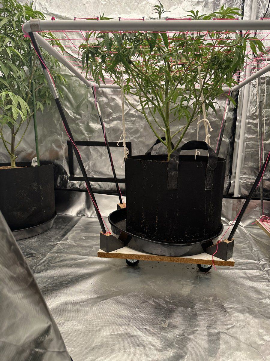Our answer to a mobile scrog trolley 4