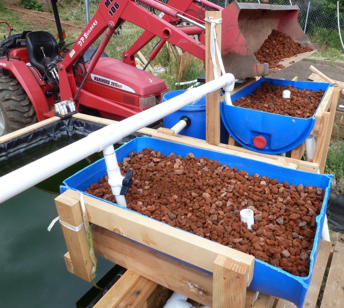 Our aquaponics system 6