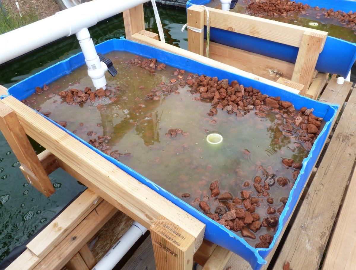 Our aquaponics system 7