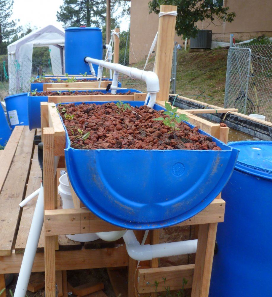 Our aquaponics system 8